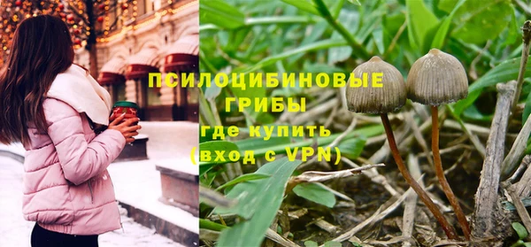 прущие грибы Корсаков