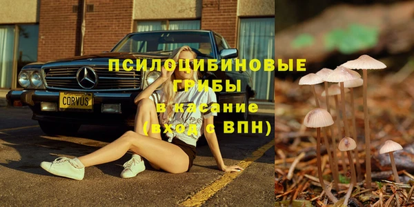 прущие грибы Корсаков